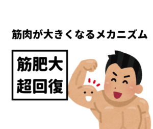筋トレで筋肉が大きくなる理由